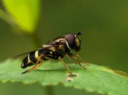 Attēlu rezultāti vaicājumam “Dasysyrphus tricinctus”