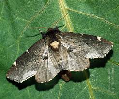 Attēlu rezultāti vaicājumam “Odontosia carmelita”