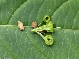 Attēlu rezultāti vaicājumam “Impatiens parviflora leaf”
