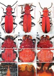 Attēlu rezultāti vaicājumam “Cucujus cinnaberinus larva”