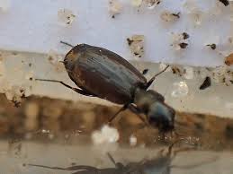 Attēlu rezultāti vaicājumam “Broscus cephalotes”