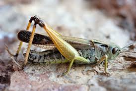 Attēlu rezultāti vaicājumam “Omocestus viridulus”