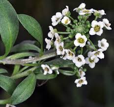Attēlu rezultāti vaicājumam “Lobularia maritima”