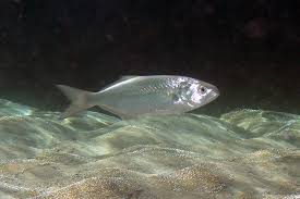 Image result for Pomatomus saltatrix