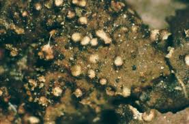 Attēlu rezultāti vaicājumam “Melanohalea exasperata”