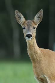 Attēlu rezultāti vaicājumam “Capreolus capreolus”