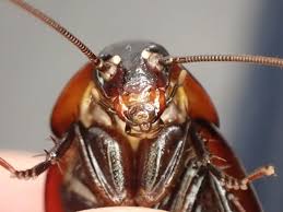 Image result for ゴキブリ報告所