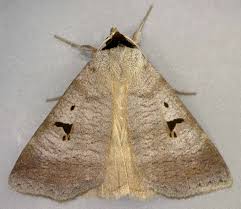 Attēlu rezultāti vaicājumam “Lygephila pastinum”