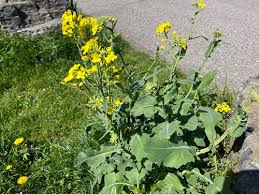Attēlu rezultāti vaicājumam “Brassica napus fruit”