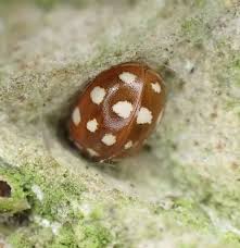 Attēlu rezultāti vaicājumam “Calvia quatuordecimguttata”