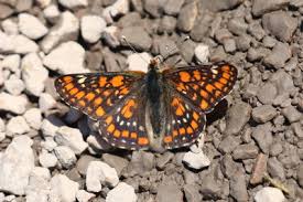 Attēlu rezultāti vaicājumam “Euphydryas maturna pupa”