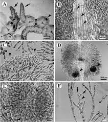 Attēlu rezultāti vaicājumam “Batrachospermum moniliforme”