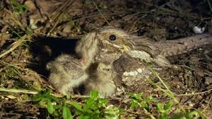 Attēlu rezultāti vaicājumam “Caprimulgus europaeus nest”