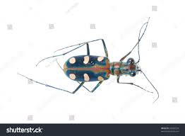 Attēlu rezultāti vaicājumam “Cicindela sylvatica”