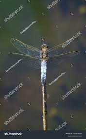 Attēlu rezultāti vaicājumam “Orthetrum cancellatum”