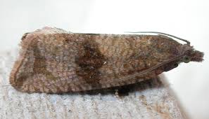 Attēlu rezultāti vaicājumam “Celypha striana”