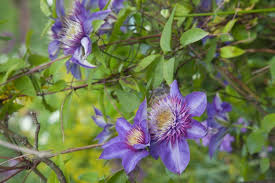 Image result for clematis multi blue
