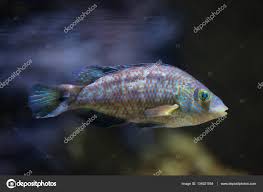 Image result for Symphodus melops