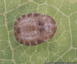 Attēlu rezultāti vaicājumam “Aleurochiton aceris”