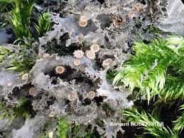 Attēlu rezultāti vaicājumam “Leptogium lichenoides”