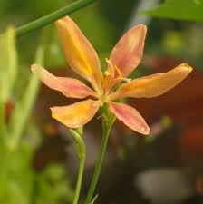 Image result for Pardancanda norrisii