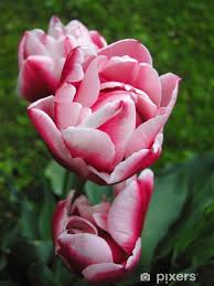 Attēlu rezultāti vaicājumam “Tulipa gesneriana”