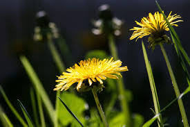 Attēlu rezultāti vaicājumam “Taraxacum suecicum flower”