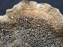 Attēlu rezultāti vaicājumam “Cerrena unicolor”