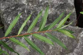 Attēlu rezultāti vaicājumam “Chionaspis salicis imago”