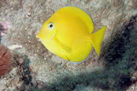 Image result for Acanthurus coeruleus