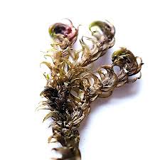 Attēlu rezultāti vaicājumam “Hamatocaulis lapponicus”