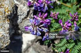 Attēlu rezultāti vaicājumam “Astragalus danicus leaf”