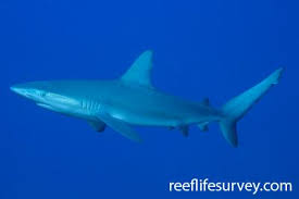 Image result for Carcharhinus obscurus