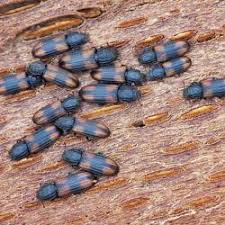 Attēlu rezultāti vaicājumam “Bitoma crenata imago”