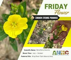 Attēlu rezultāti vaicājumam “Oenothera biennis flower”