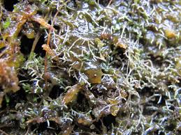 Attēlu rezultāti vaicājumam “Jungermannia hyalina”