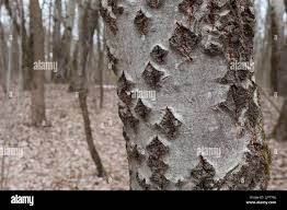 Attēlu rezultāti vaicājumam “Enerthenema papillatum young”