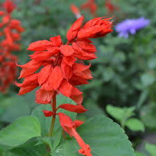 Image result for Salvia splendens