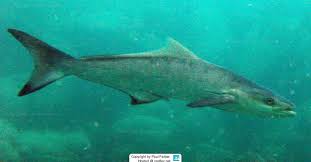 Image result for Rachycentron canadum