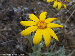 Attēlu rezultāti vaicājumam “Enteridium corticatum young”