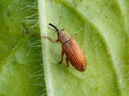 Attēlu rezultāti vaicājumam “Brachonyx pineti”