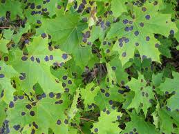 Attēlu rezultāti vaicājumam “Rhytisma acerinum”