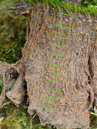 Attēlu rezultāti vaicājumam “Schistidium apocarpum stalked”