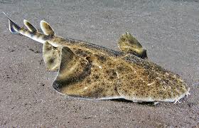 Image result for Squatina squatina