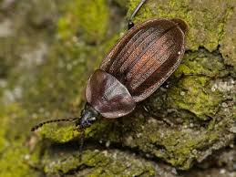 Attēlu rezultāti vaicājumam “Phosphuga atrata”