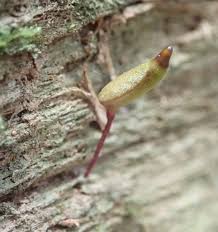 Attēlu rezultāti vaicājumam “Buxbaumia”