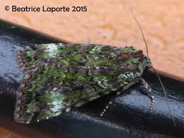 Attēlu rezultāti vaicājumam “Anaplectoides prasina”