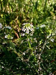 Image result for Rorippa nasturtium-aquaticum