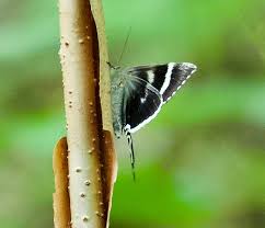 Attēlu rezultāti vaicājumam “Lycogala alisaulianovae young”