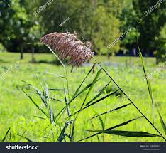 Attēlu rezultāti vaicājumam “Gramineae”